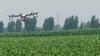 Drone en service pour la pulvérisation d'insecticide