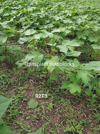 Croissance des pieds issus de plants sur nutriblock comparable aux pieds issus de semis